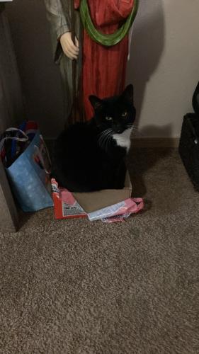 Lost Female Cat last seen Cross street Moberly and 14th, Bentonville, AR 72712