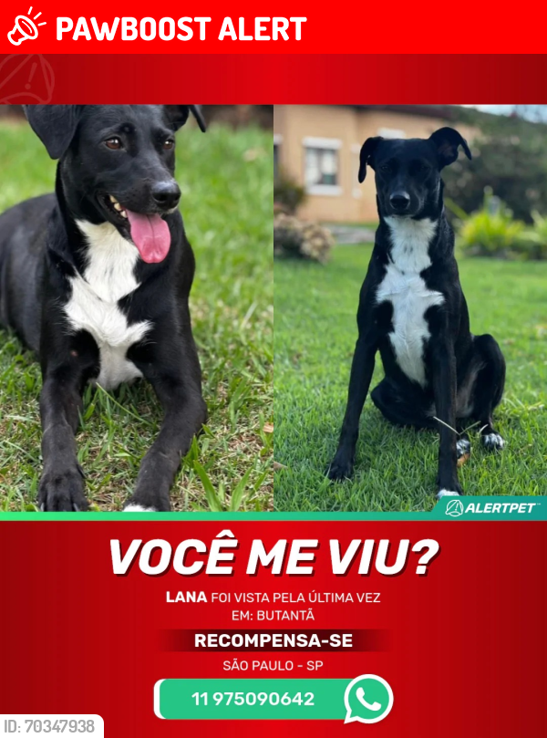 Lost Female Dog last seen Av. Benjamim Mansur, Instituto de Previdencia, SP 05532-040