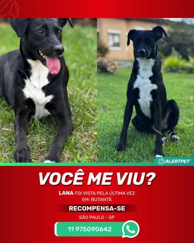 Lost Female Dog last seen Av. Benjamim Mansur, Instituto de Previdencia, SP 05532-040