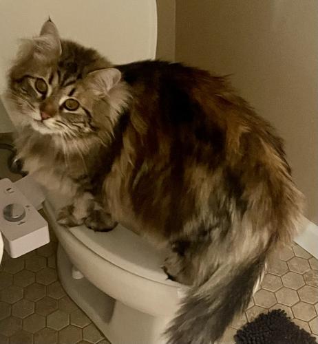 Lost Male Cat last seen RUSHING FLUME DR. And RIO WRANGLER Dr. Reno, NV, Reno, NV 89521
