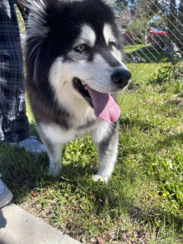 Lost Female Dog last seen Spruce St, Santa Clarita, CA 91321
