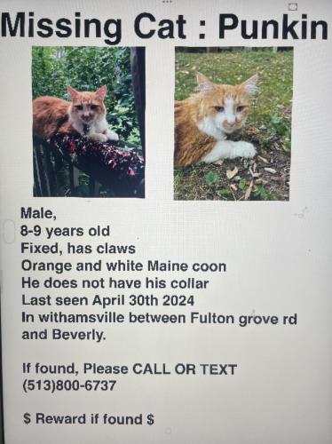Lost Male Cat last seen By Beverly and fulton grove rd. Across from St thomas more, Clermont County, OH 45245