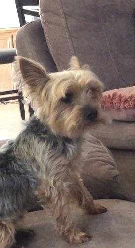 Lost Male Dog last seen Algarve and MCartney Dr, French Valley, CA 92563
