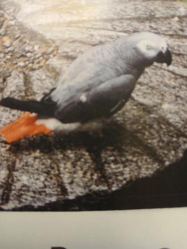 Lost Male Bird last seen Crystal lake ave & Silver Lake rd, Cary, IL 60013