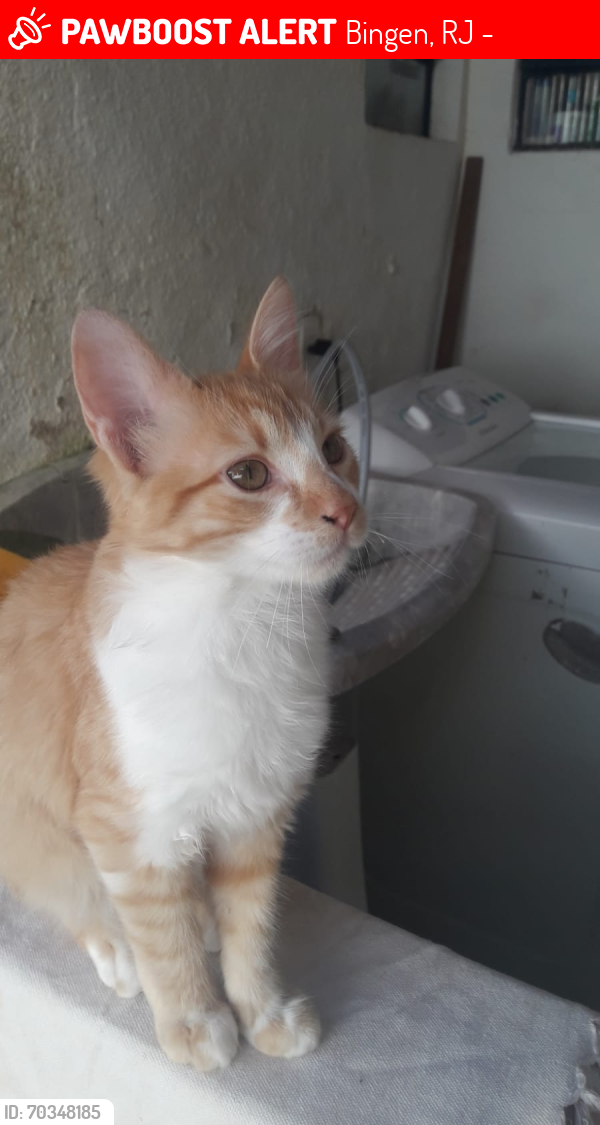 Lost Male Cat last seen Quarteirão Ingelheim , Bingen, RJ 25660-222