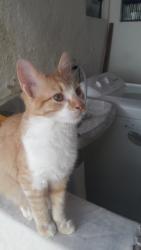 Lost Male Cat last seen Quarteirão Ingelheim , Bingen, RJ 25660-222
