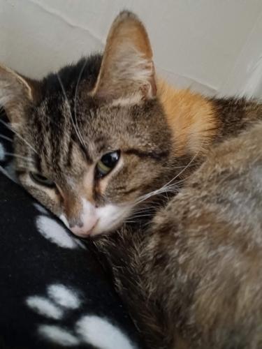 Lost Female Cat last seen Near brouse, Indianapolis, IN 46218