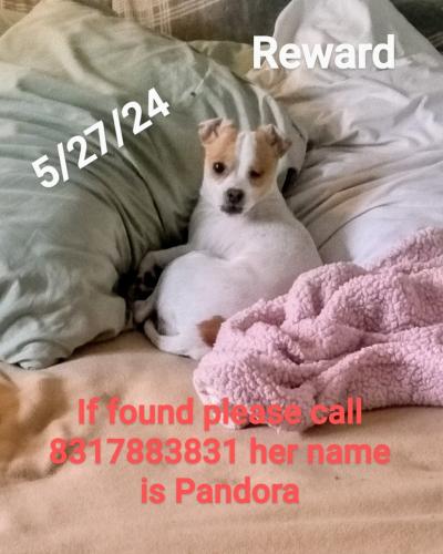 Lost Female Dog last seen Near w laurel drive salinas , Salinas, CA 93906