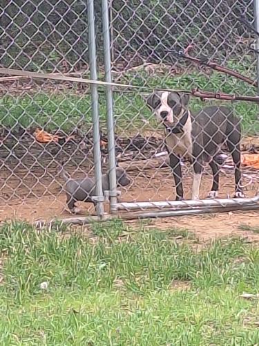 Lost Female Dog last seen Right across the street from Thomas Hall drive, Trussville, AL 35173