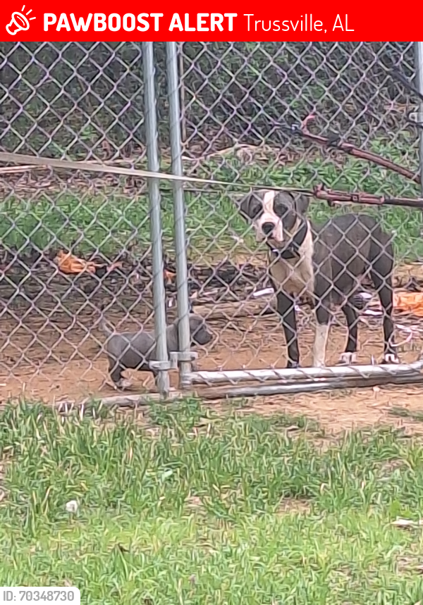 Lost Female Dog last seen Right across the street from Thomas Hall drive, Trussville, AL 35173