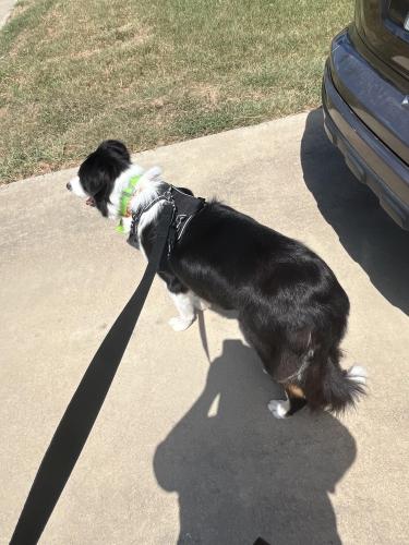 Lost Male Dog last seen Rosewood Dr, Killeen, TX 76542
