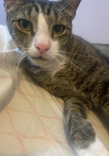 Lost Male Cat last seen Beall Ave, Hollings st- behind Beall, Jacksonville, FL 32218