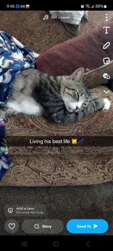 Lost Male Cat last seen E. Quillytown rd. Carneys point NJ 08069, Carneys Point Township, NJ 08069