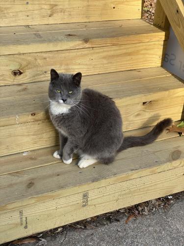 Lost Male Cat last seen Fayetteville St and Dixie Broadway, Winston-Salem, NC 27127