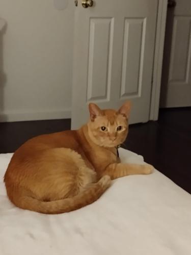 Lost Male Cat last seen Culpepper and Watervale, Sparks, NV 89434