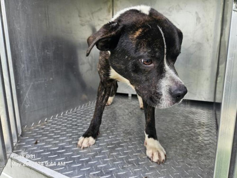 Shelter Stray Male Dog last seen Near BLOCK DEXTER AVE, DETROIT, MI 48221, Detroit, MI 48211