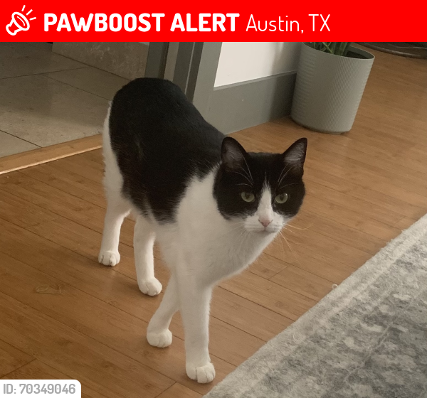 Lost Male Cat last seen Near , Austin, TX 78723