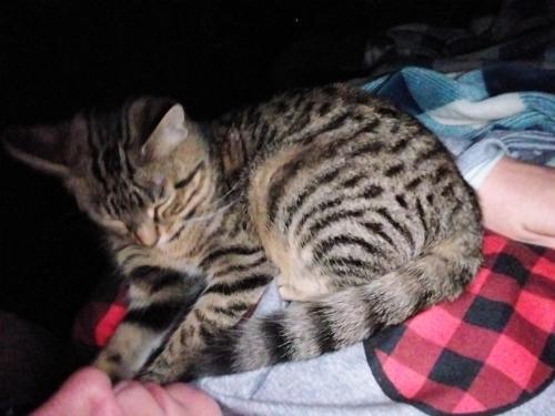 Lost Female Cat last seen February Drive , Cincinnati, OH 45239