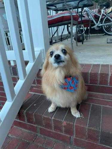 Lost Male Dog last seen Edgewood Drive and Forest Lake Drive, Duncan, SC, Duncan, SC 29334