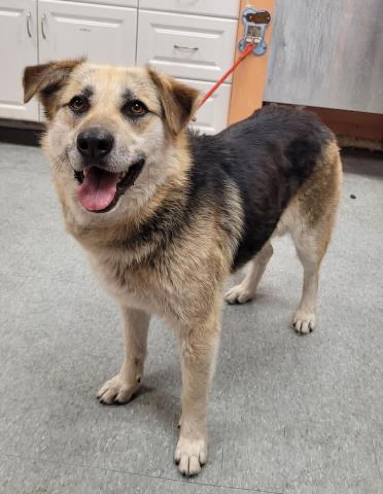 Shelter Stray Female Dog last seen Near BLOCK CHAREST, DETROIT, MI 48234, Detroit, MI 48211