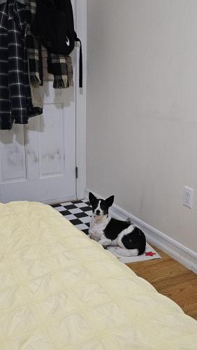 Lost Female Dog last seen Near 43ave, Queens, NY 11377