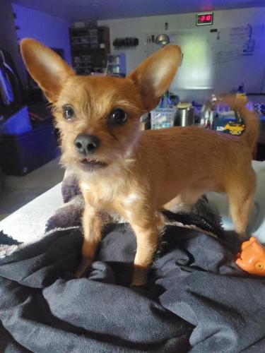 Lost Male Dog last seen 179th and 194th, Woodinville, WA 98077