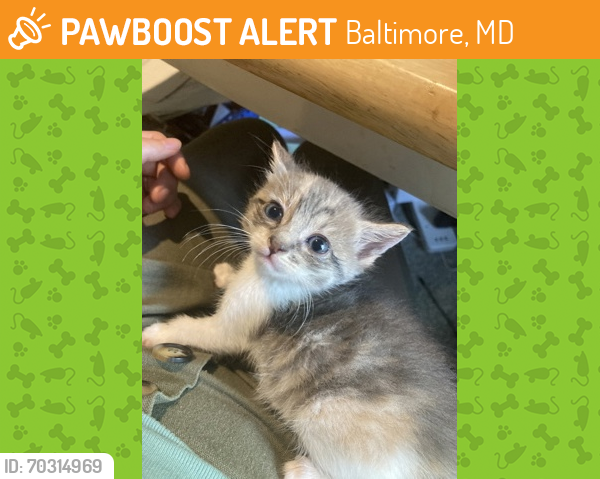 Shelter Stray Female Cat last seen Crescent St, brought to Eastern Animal Hospital, 21224, MD, Baltimore, MD 21230