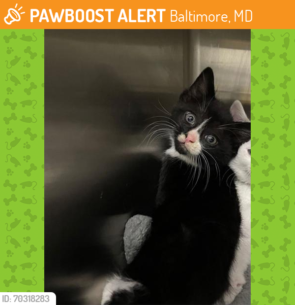 Shelter Stray Male Cat last seen Near E 29th St, 21218, MD, Baltimore, MD 21230