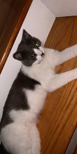 Lost Male Cat last seen Mountain View sw , Roanoke, VA 24016