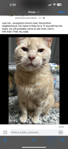 Lost Male Cat last seen lone tree court and panthersville, Charlotte, NC 28269