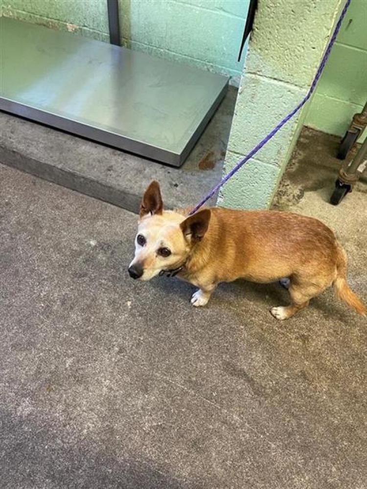 Shelter Stray Male Dog last seen AMHERST ST & MEADOWVIEW RD, Sacramento, CA 95818
