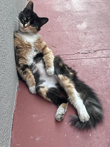 Lost Female Cat last seen Anaheim and termino near a kfc and taco spot , Long Beach, CA 90804