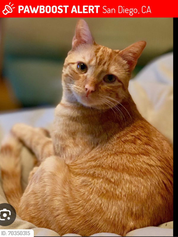 Lost Male Cat last seen San Diego pet Perry's liquor stores, San Diego, CA 92102