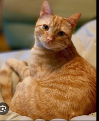 Lost Male Cat last seen San Diego pet Perry's liquor stores, San Diego, CA 92102