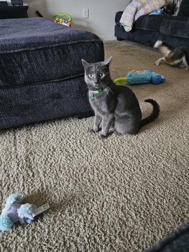 Lost Male Cat last seen Bandolier and Sciliy, Fort Liberty, NC 28307