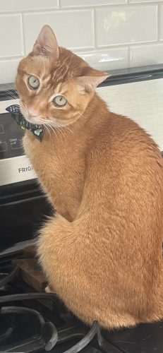 Lost Male Cat last seen Riverside Dr and Fletcher Dr, Los Angeles, CA 90039
