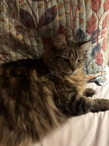 Lost Male Cat last seen Eastchester - Cypress Court, High Point, NC 27265