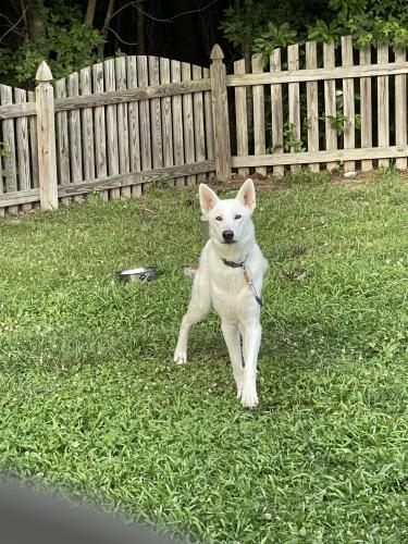 Lost Male Dog last seen Near finworthlane , Richmond, VA 23237