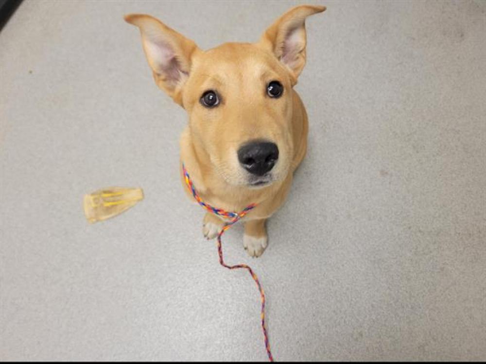 Shelter Stray Male Dog last seen CALLISON, Auburn, CA 95603