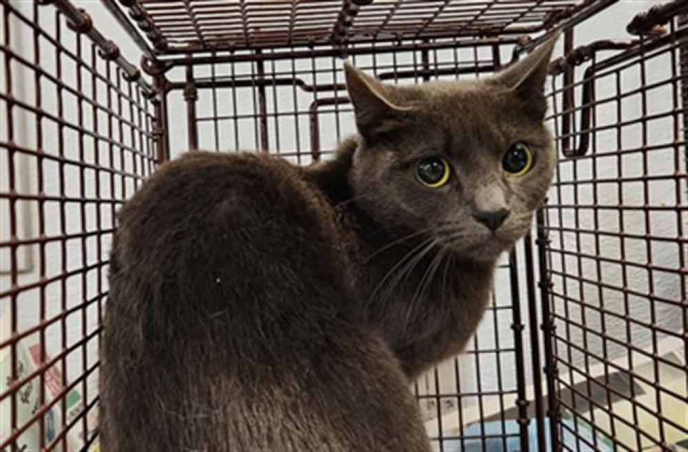 Shelter Stray Female Cat last seen , Los Angeles, CA 90047