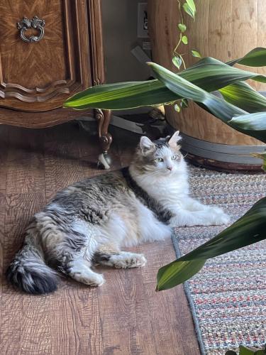 Lost Male Cat last seen E willow lane & bayberry circle. Greenbriar park, Fort Collins, CO 80524