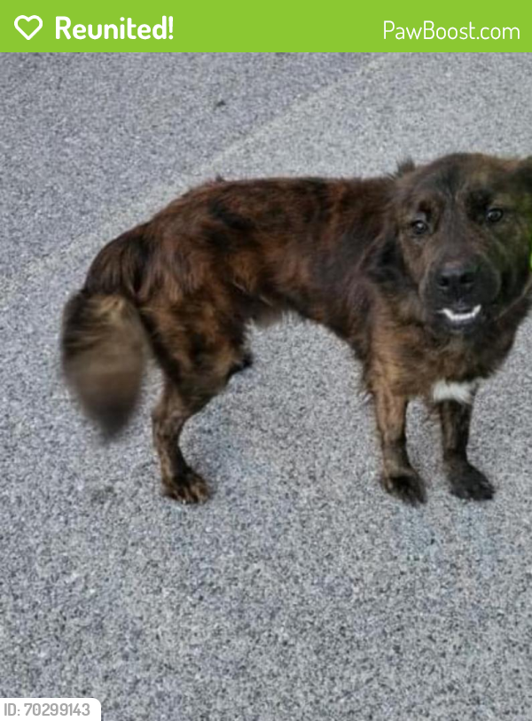Reunited Male Dog last seen Between Black oak tr, bellview pines way/drive, Bellview, FL 32526