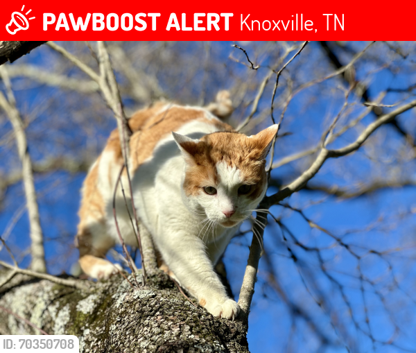 Lost Male Cat last seen OLeary, Knoxville, TN 37918