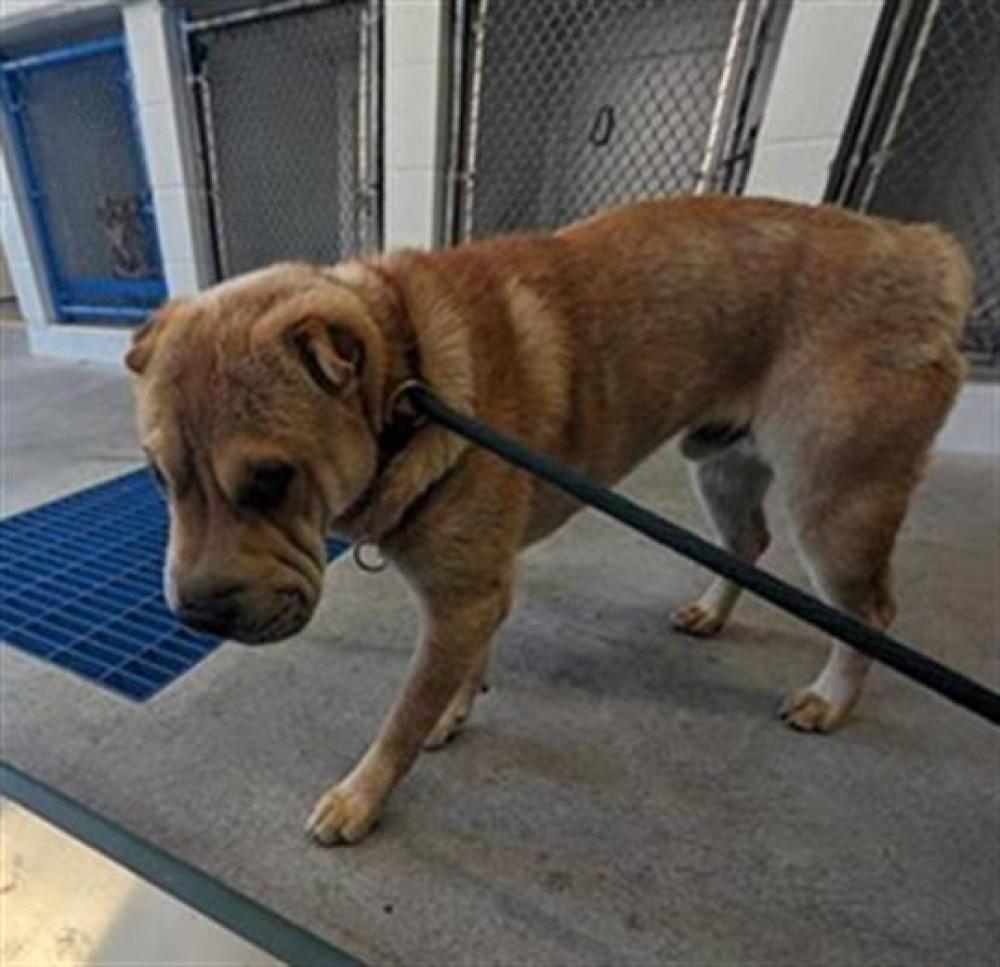 Shelter Stray Male Dog last seen DEL PASO BLVD & ARDEN WAY, Sacramento, CA 95818