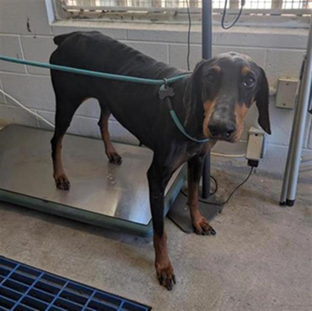Shelter Stray Female Dog last seen FRANKLIN BLVD & 16TH AVE, Sacramento, CA 95818