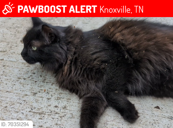 Lost Male Cat last seen Beaverwood Dr, Knoxville, TN 37918
