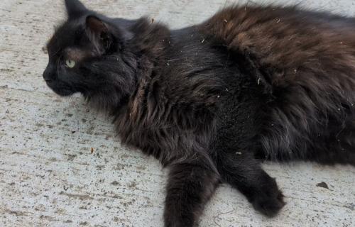 Lost Male Cat last seen Beaverwood Dr, Knoxville, TN 37918
