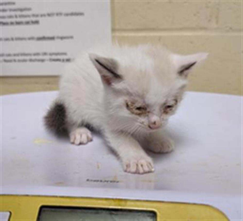 Shelter Stray Female Cat last seen SAINT PETER CT & SAINT MARIE CIR, Sacramento, CA 95818