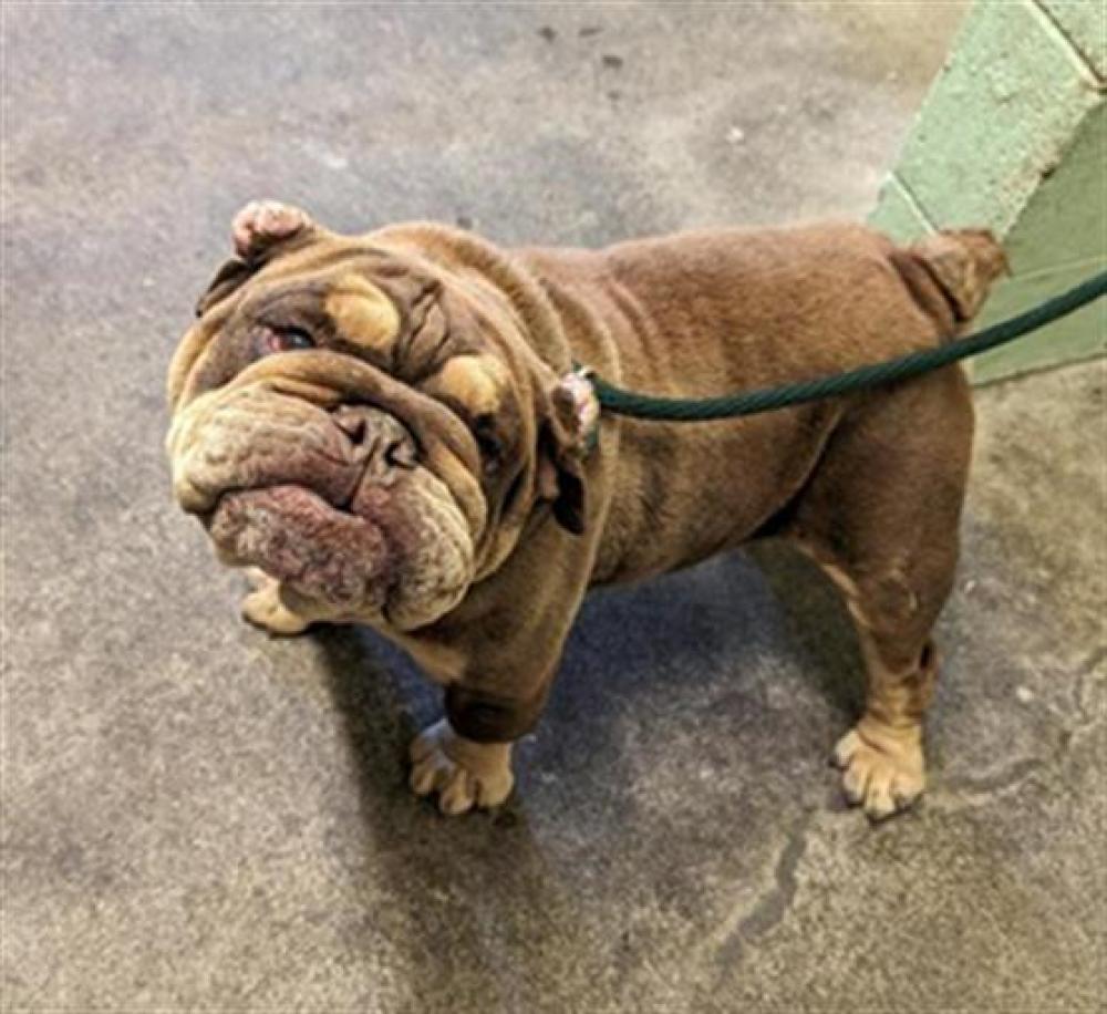 Shelter Stray Male Dog last seen MASCOT AVE & 26TH AVE, Sacramento, CA 95818