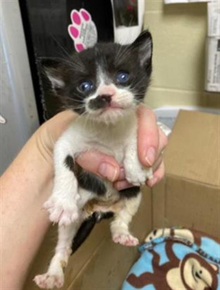 Shelter Stray Male Cat last seen LYTLE ST & 71ST AVE, Sacramento, CA 95818